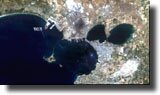 Satellite view of Taranto